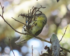 Hemignathus wilsoni