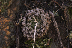 Haworthia herbacea
