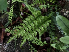 Asplenium prolongatum