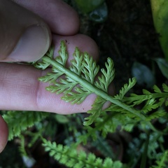 Asplenium prolongatum