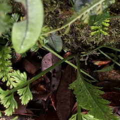 Asplenium prolongatum