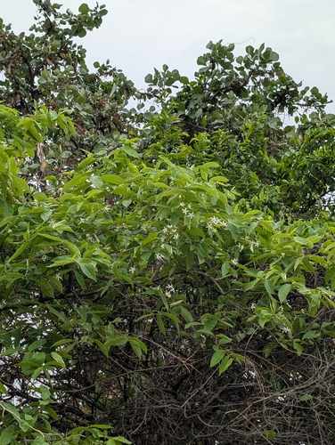 Wrightia tinctoria, photograph 6