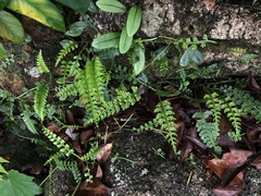 Asplenium prolongatum