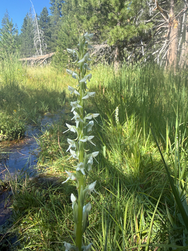 iNaturalist observation photo of white bog orchid