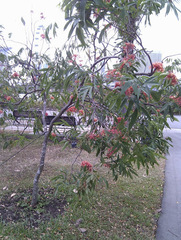 Saraca indica