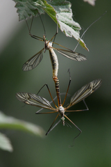 Tipula vernalis