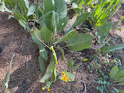 iNaturalist observation photo of woolly mule's ears