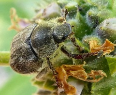 Hoplia