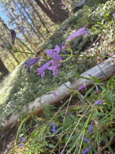 iNaturalist observation photo of Slender Beardtongue