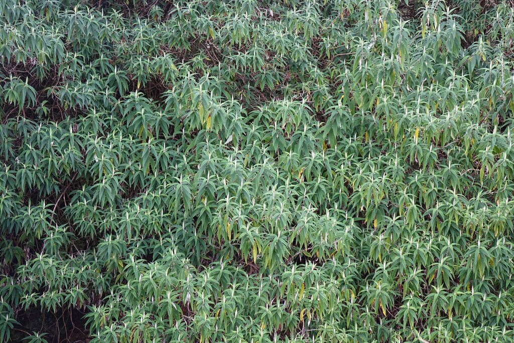 Buddleja globosa; photograph (c) John Barkla, some rights reserved (CC BY)