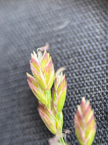 Poa pratensis observed 2026-07-17