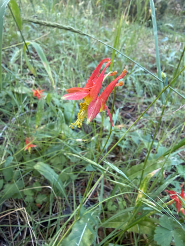 iNaturalist observation photo of western columbine