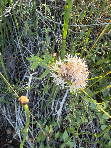 iNaturalist observation photo of Monardella ovata pallida