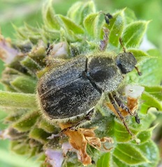 Hoplia