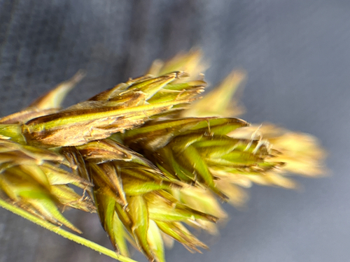 Carex subfusca observed 2026-07-17
