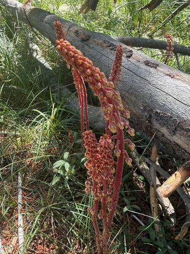 iNaturalist observation photo of woodland pinedrops