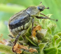 Hoplia