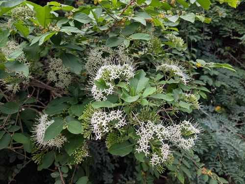 Pavetta indica observed 2026-07-17