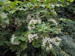Pavetta indica