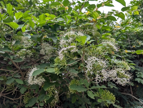 Pavetta indica, photograph 1