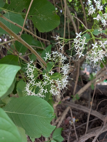 Pavetta indica, photograph 2
