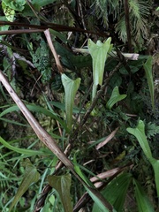 Dioscorea hamiltonii