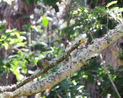 Hemignathus wilsoni