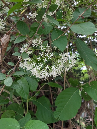 Pavetta indica, photograph 3