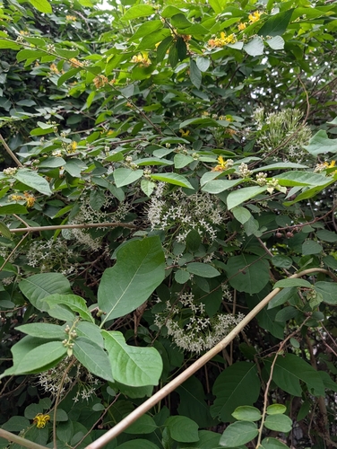 Pavetta indica, photograph 4