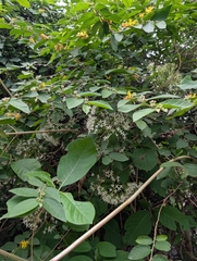 Pavetta indica, photograph (c) Ravuri Krishna Chaitanya, some rights reserved (CC BY)