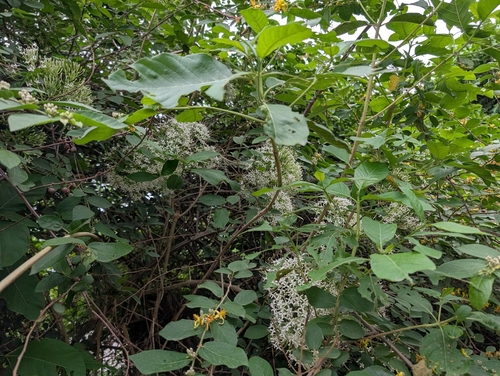 Pavetta indica, photograph 5