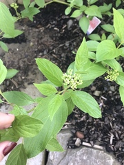 Cornus sericea sericea