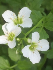 Cardamine amara
