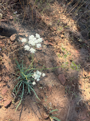 iNaturalist observation photo of Apioideae
