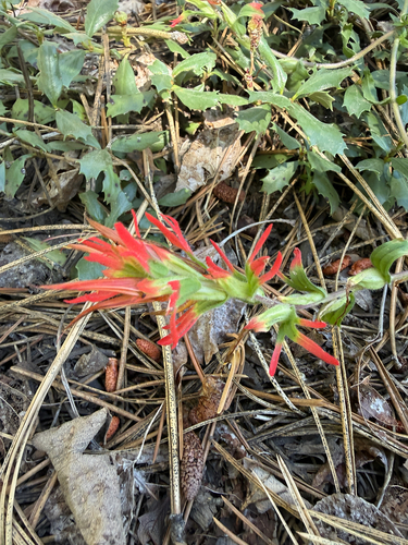 iNaturalist observation photo of wavyleaf paintbrush