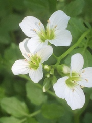 Cardamine amara