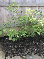Cornus sericea sericea