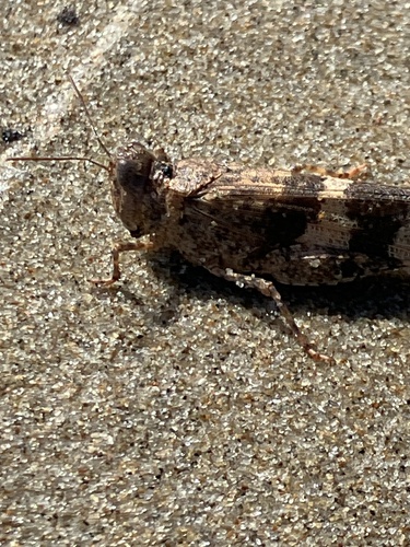 iNaturalist observation photo of Pallid-winged Grasshopper