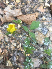 Ranunculoideae
