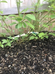 Cornus sericea sericea