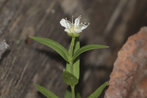 Moehringia macrophylla, 2026-07-17