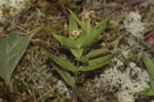 Moehringia macrophylla, photograph 4