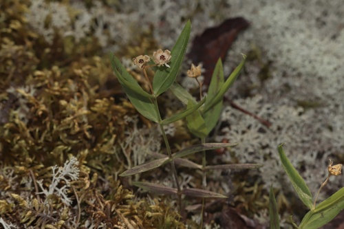 Moehringia macrophylla, photograph 5