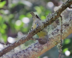 Hemignathus wilsoni