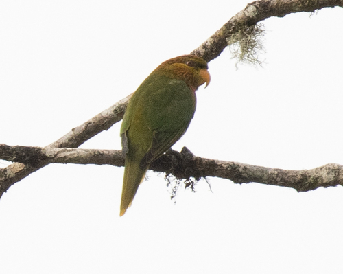 Orange-billed Lorikeet (Neopsittacus pullicauda), photo 10