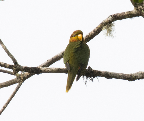 Orange-billed Lorikeet (Neopsittacus pullicauda), photo 2