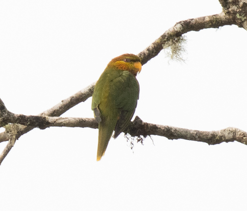 Orange-billed Lorikeet (Neopsittacus pullicauda), photo 9