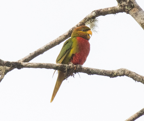 Orange-billed Lorikeet (Neopsittacus pullicauda)