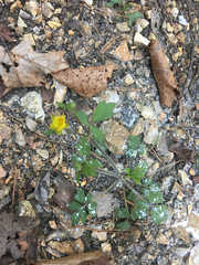 Ranunculoideae