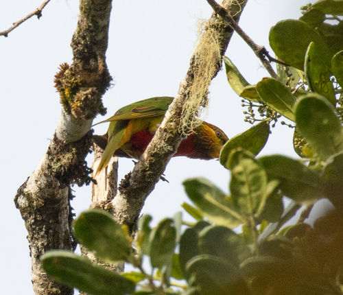 Yellow-billed Lorikeet (Neopsittacus musschenbroekii), photo 1
